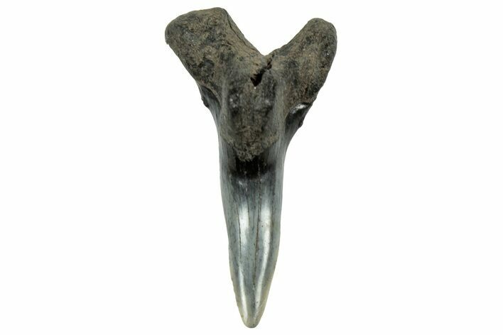Snaggletooth Shark (Hemipristis) Lower Tooth - South Carolina #325172